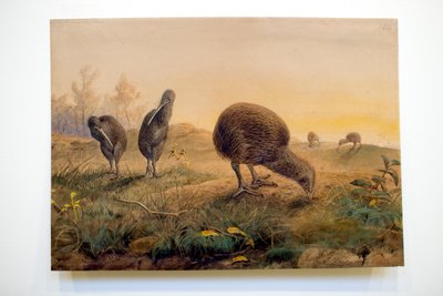 Kiwi Mantells, 1852 by Joseph Wolf